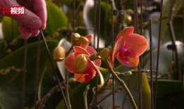 蝴蝶兰电视剧全集,爱在花海绽放